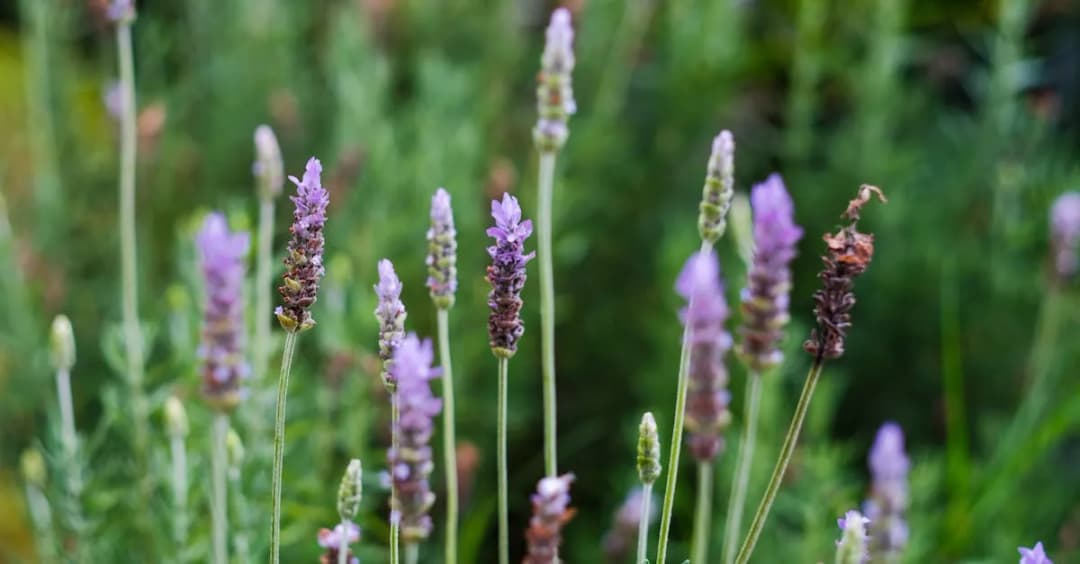 Sahara trawa: rodzaje, zastosowanie i jak wkomponować w ogród?